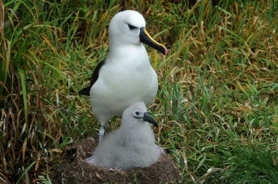 Yellow-nosed Albatross with chick on Nightingale Island.